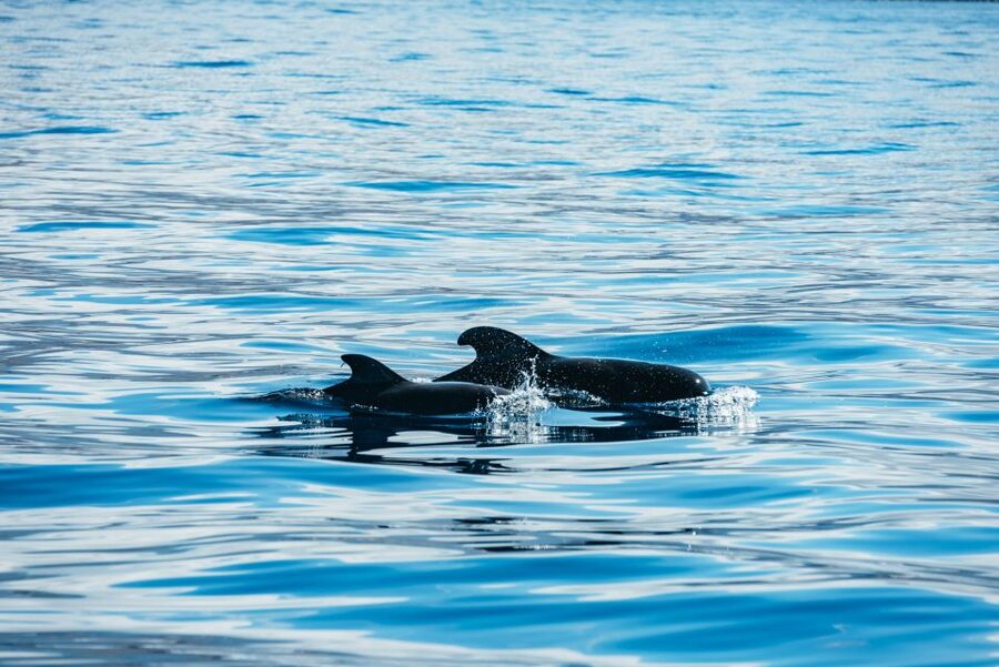 Los Cristianos Respectful No-Chase Whale and Dolphin Safari - Who should book this safari?