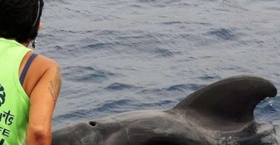 Los Cristianos Respectful No-Chase Whale and Dolphin Safari - Should you book the Bahriyeli?
