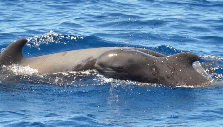 Los Cristianos Respectful No-Chase Whale and Dolphin Safari - What a no-swim cruise means in practice