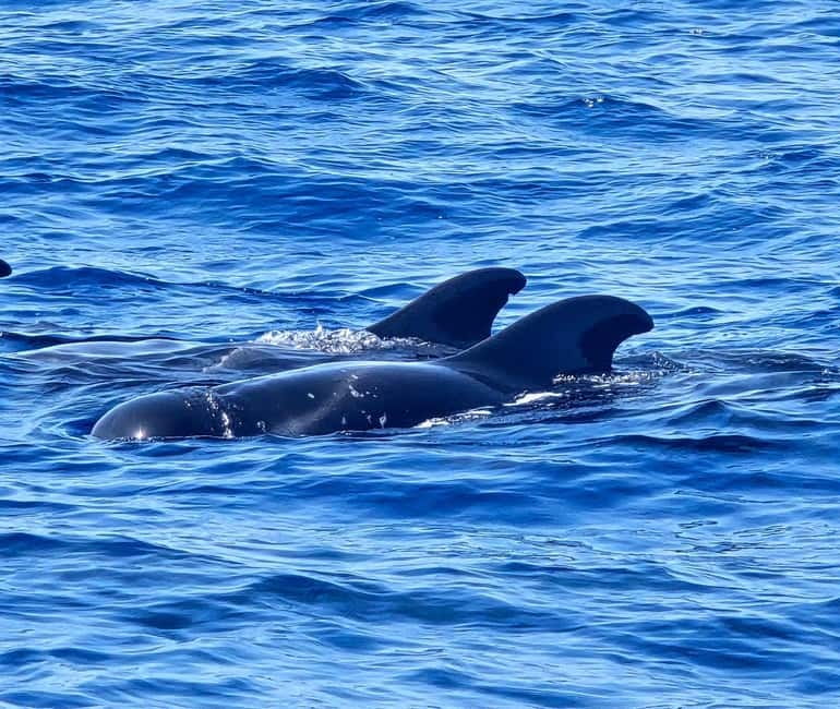 Los Cristianos: Viking Cruise Whales & Dolphins Watching - Food, water, toilets, and comfort