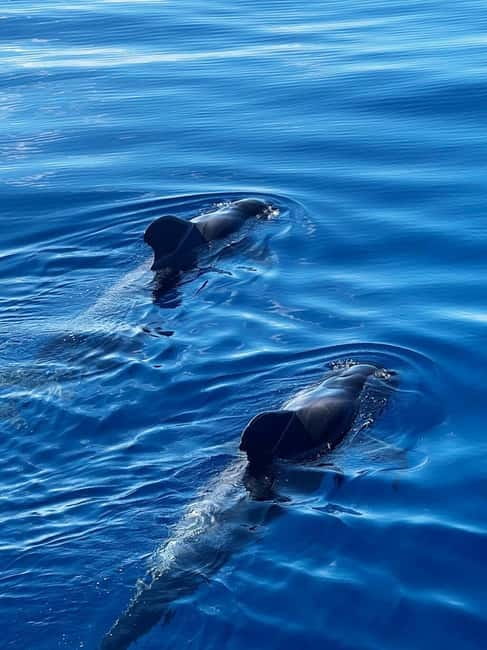 Los Cristianos: Whale Watching Cruise w/Swim Stop & Drinks - Sailing out of Los Cristianos on Ragnarok