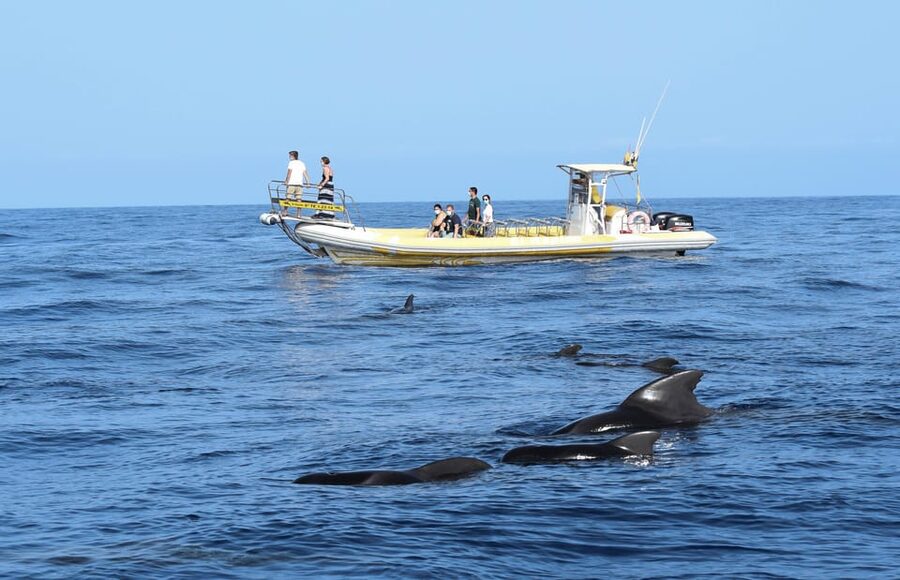 Los Gigantes: Dolphin and Whale Watching Cruise by Speedboat - Key points at a glance