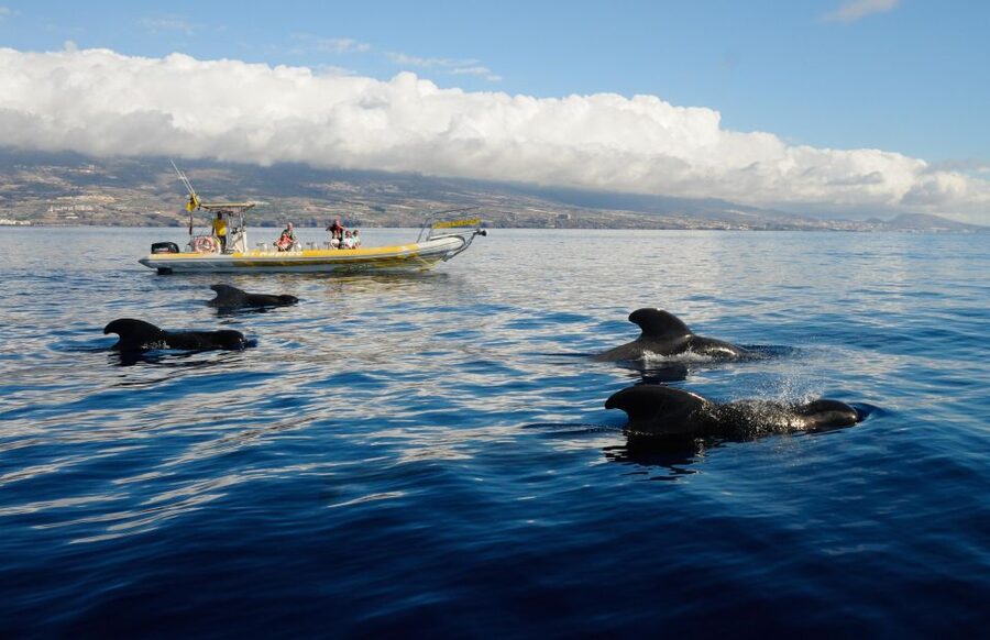 Los Gigantes: Dolphin and Whale Watching Cruise by Speedboat - Leaving Los Gigantes in a 12-passenger RIB