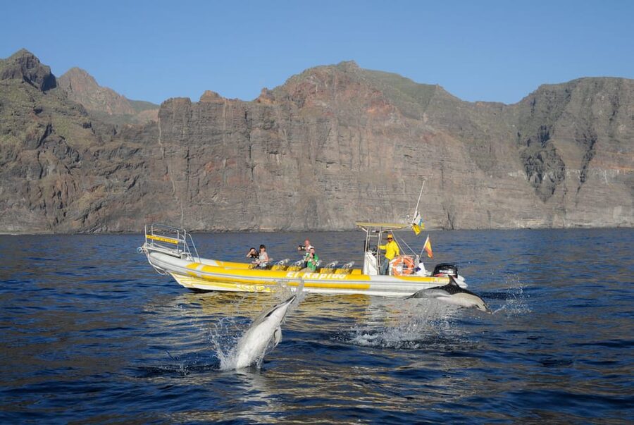 Los Gigantes: Dolphin and Whale Watching Cruise by Speedboat - Respectful wildlife watching from a quiet engine