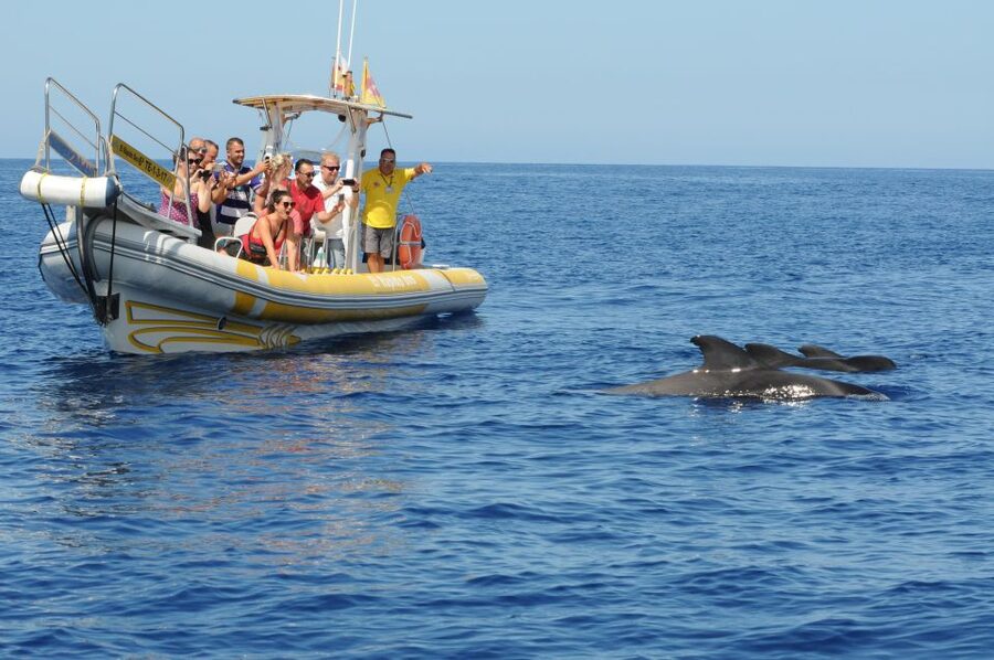 Los Gigantes: Dolphin and Whale Watching Cruise by Speedboat - Who should book this boat trip?