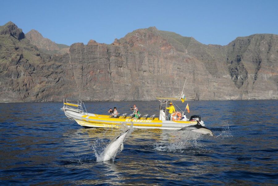 Los Gigantes: Dolphin and Whale Watching Cruise by Speedboat - Should you book the Los Gigantes speedboat cruise?