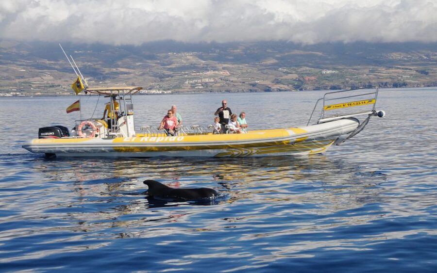Los Gigantes: Dolphin and Whale Watching Cruise by Speedboat - Searching the Teno-Rasca Whale Sanctuary
