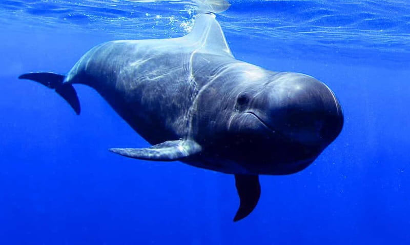 Los Gigantes: Dolphin and Whale Watching Tour with Drinks - Setting out from Los Gigantes Harbor