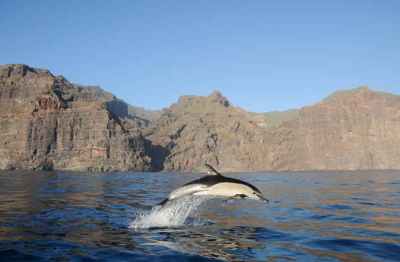 Los Gigantes: Dolphin and Whale Watching Tour with Drinks - Masca and Los Gigantes from sea level