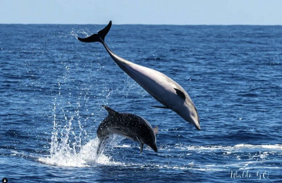 Los Gigantes: Dolphin and Whale Watching Tour with Drinks - Paella, fruit, and drinks on the 3-hour sailing