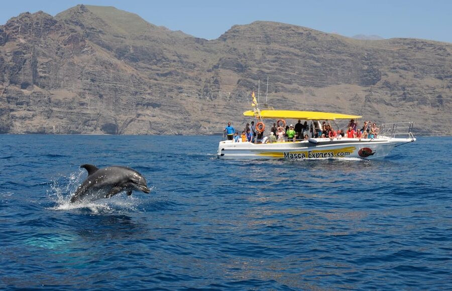 Los Gigantes: Dolphin & Whale Watching Cruise with Swim Stop - Key points to know before booking