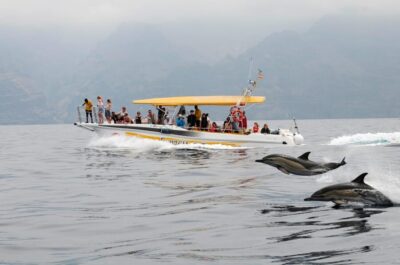 Los Gigantes: Dolphin & Whale Watching Cruise with Swim Stop