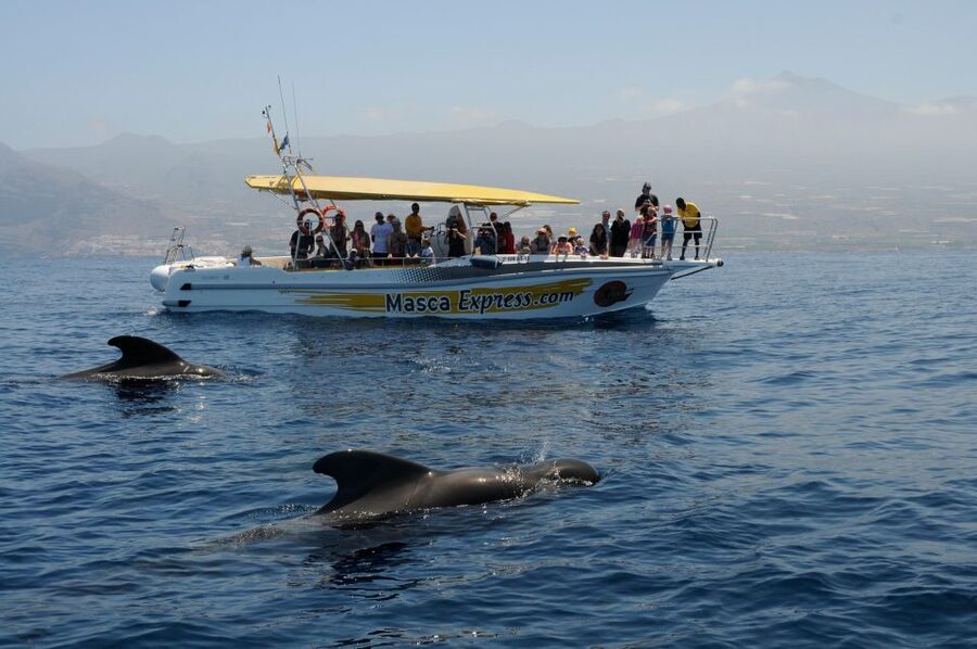 Los Gigantes: Dolphin & Whale Watching Cruise with Swim Stop - A swim in Masca, Juan López, or Barranco Seco