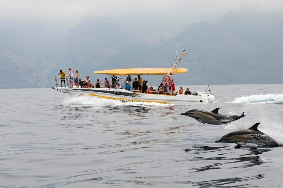 Los Gigantes: Dolphin & Whale Watching Cruise with Swim Stop - Searching for dolphins and pilot whales