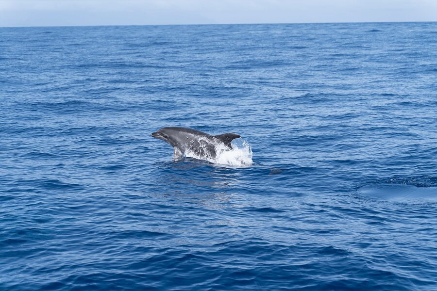 Los Gigantes: Sailing Excursion with Swimming, Drink & Tapas - Watching Whales and Dolphins off Tenerife