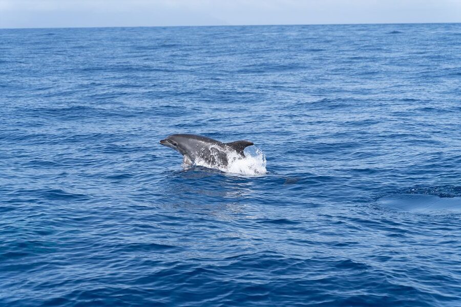Los Gigantes: Sailing Excursion with Swimming, Drink & Tapas - How the Three Hours Usually Flows