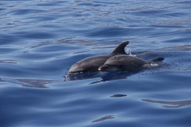 Los Gigantes: Whale or dolphin watching and swimming tour in Masca - What the $28 price really includes