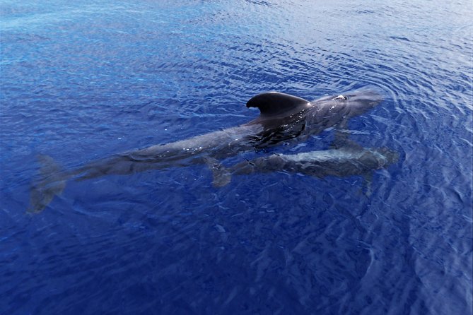 Los Gigantes Whale Watching Charter by Sail Boat - Meeting point and timing at Puerto Deportivo Los Gigantes