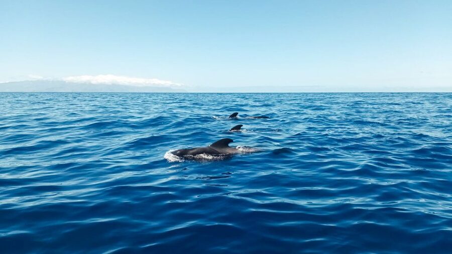 Los Gigantes: Whales and Dolphin Watching Cruise with Lunch - Key points to know before you book