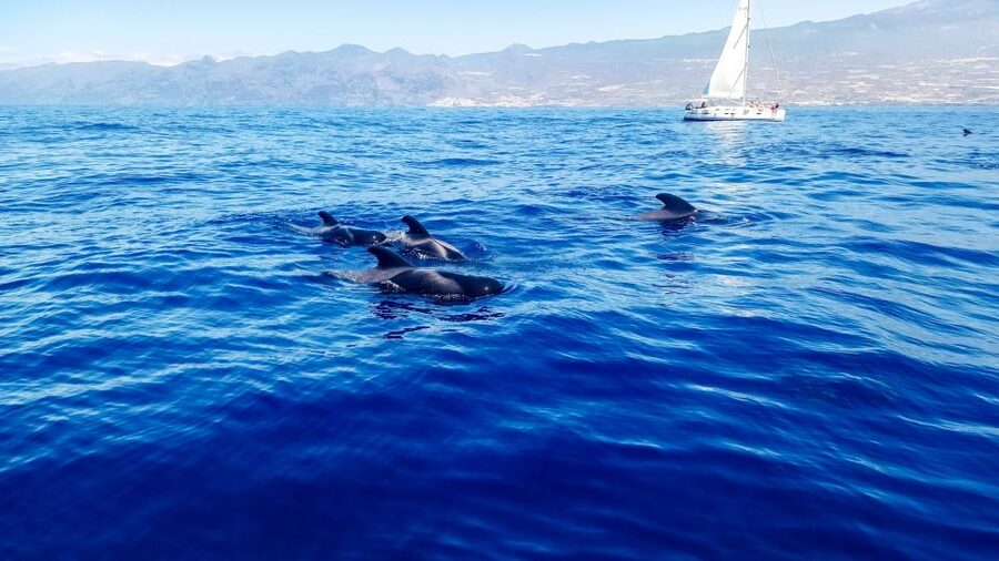 Los Gigantes: Whales and Dolphin Watching Cruise with Lunch - Leaving Los Gigantes in search of whales