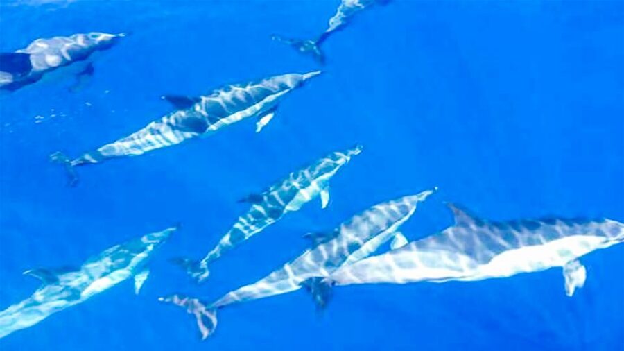 Los Gigantes: Whales and Dolphin Watching Cruise with Lunch - Swimming and snorkeling beside the cliffs