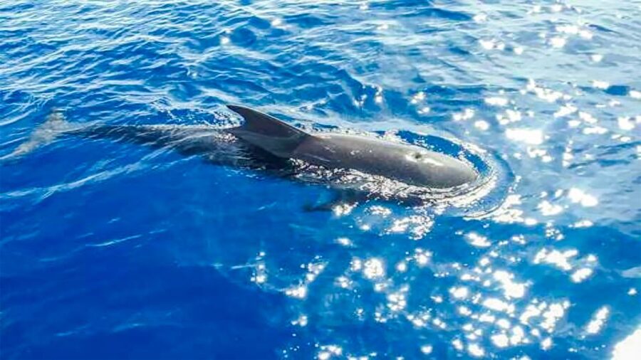 Los Gigantes: Whales and Dolphin Watching Cruise with Lunch - Who will enjoy this Los Gigantes cruise most?