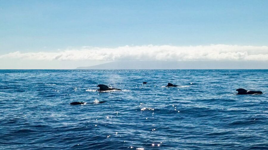 Los Gigantes: Whales and Dolphin Watching Cruise with Lunch - A practical three-hour plan
