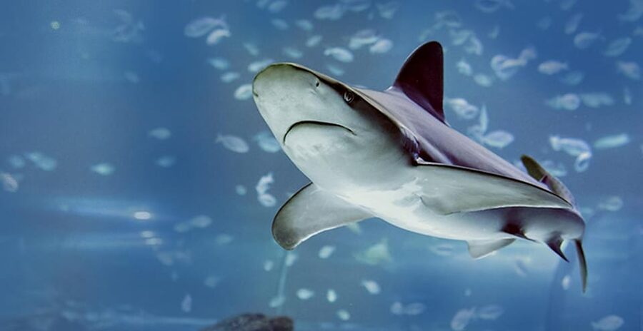 Madrid: Atlantis Aquarium Entry Ticket - Crowds, heat, and the best type of visit