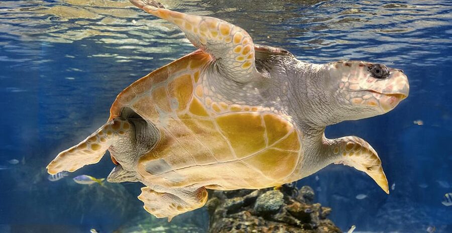 Madrid: Atlantis Aquarium Entry Ticket - My practical verdict