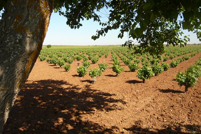 Madrid Countryside Wineries Guided Tour with Wine Tasting - Stop One: Organic Vines at Señorio de Val Azul