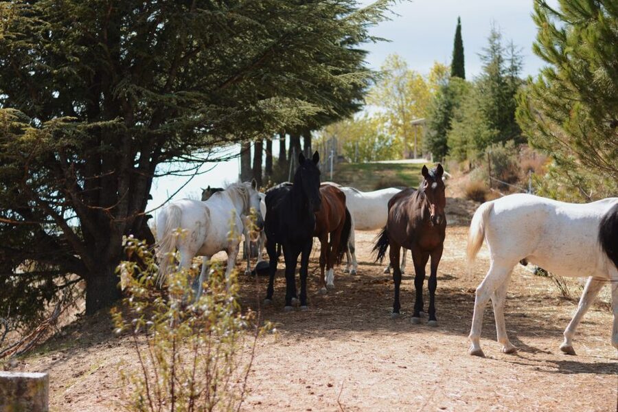 Madrid: Horse Riding in Sierra del Guadarrama National Park - Who should book this ride?