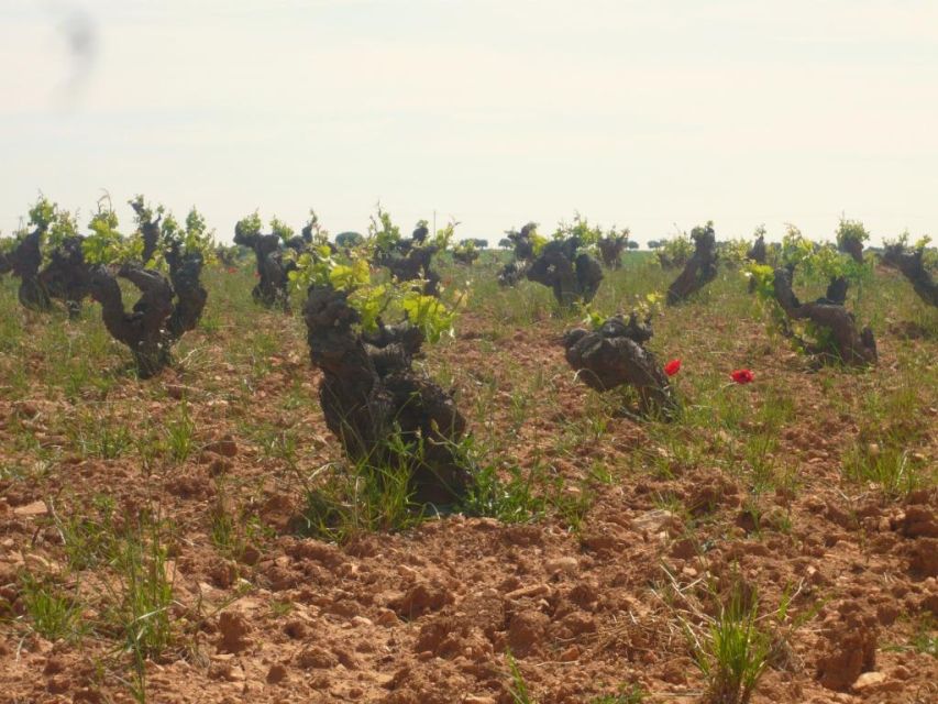 Madrid Region Wineries Guided Tour with Wine Tastings - What you will eat with the wine
