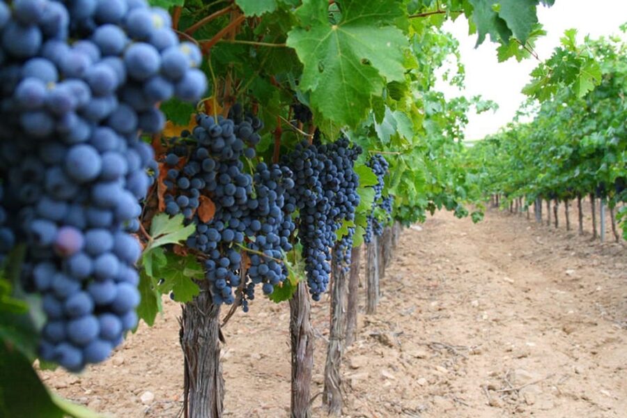Madrid: Toledo Day Trip with Winery Visit and Wine Tasting - Lunch is your own decision in Toledo