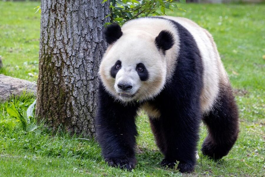 Madrid: Zoo Aquarium Madrid Ticket - Key points to know before you go