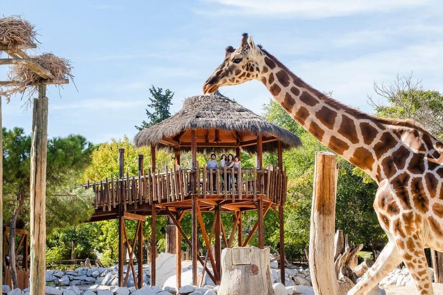 Madrid: Zoo Aquarium Madrid Ticket - A full day among animals in Casa de Campo