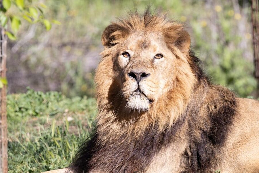 Madrid: Zoo Aquarium Madrid Ticket - The zoo areas and the animals worth prioritizing