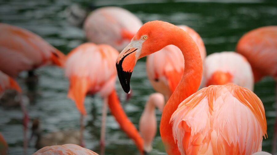 Madrid: Zoo Aquarium Madrid Ticket - Talks, feeding times, and animal exhibitions
