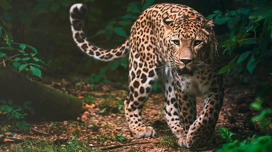 Madrid: Zoo Aquarium Madrid Ticket - IrenIA and Tierra de Gorilas