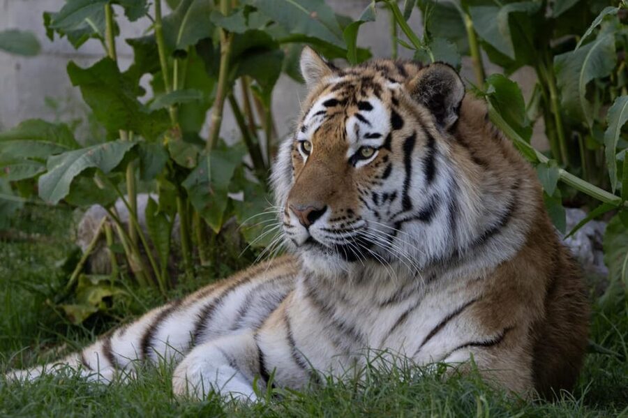 Madrid: Zoo Aquarium Madrid Ticket - Food, shade, and the practical side of a long visit
