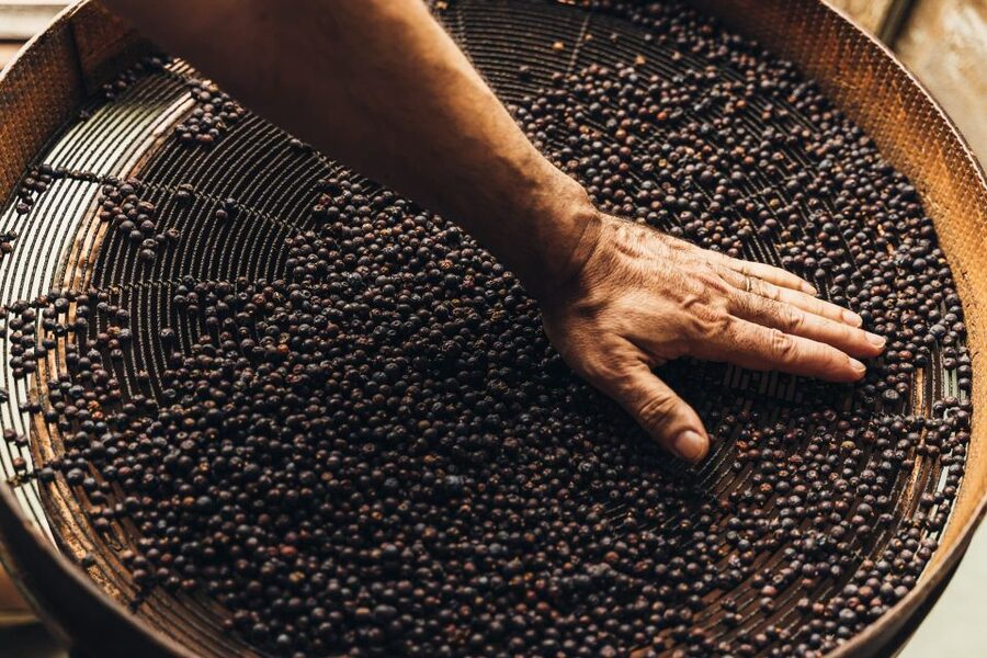 Mahón: Gin Distillery Tour with Tasting & Appetizers - Key points to know before you go