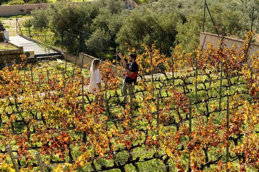 Malaga: Organic Vineyard Tour with 6 Wines, Tapas & Transfer - Six wines, and sometimes an extra surprise