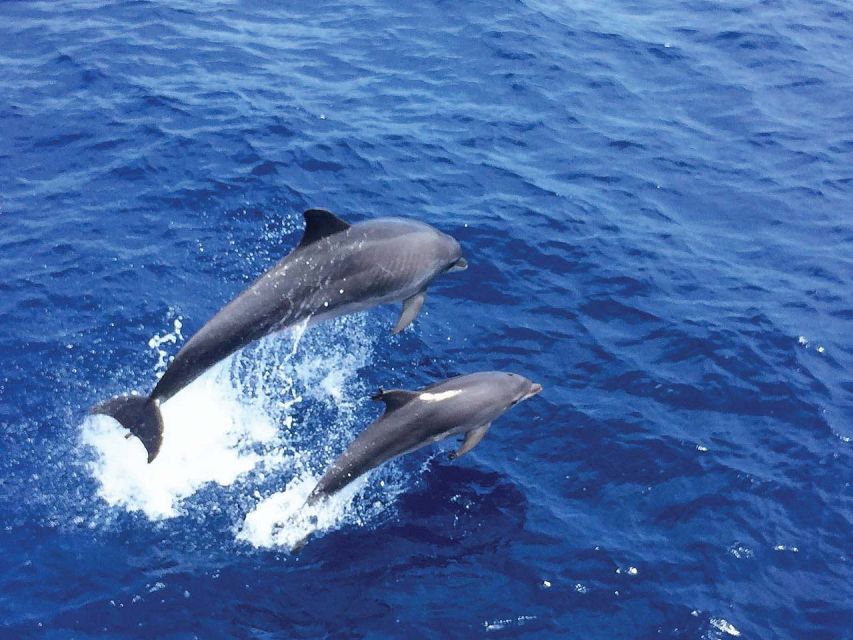 Mallorca: 2-Hour Dolphin Watching Cruise & Glass-Bottom Boat - Key points to know before you sail