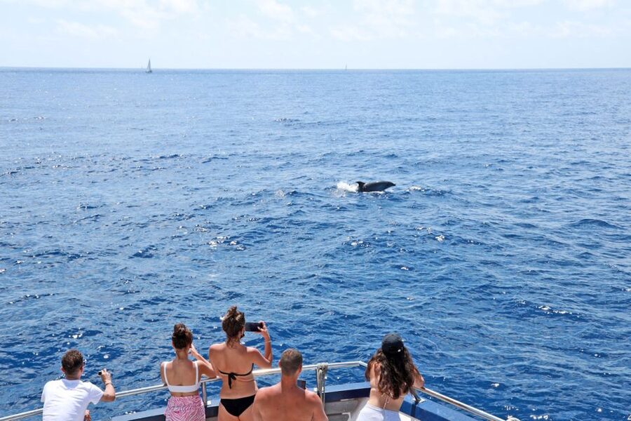 Mallorca: 2-Hour Dolphin Watching Cruise & Glass-Bottom Boat - Why the dolphins are worth the two-hour outing