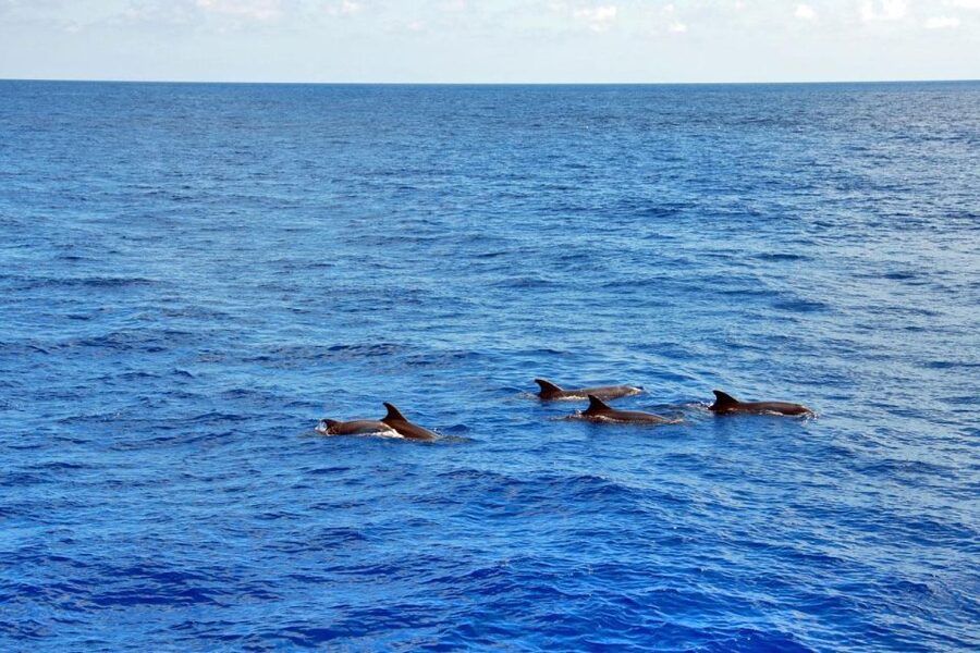 Mallorca: 3-Hour Afternoon Dolphin Watching Boat Tour - Three Hours on Mallorca’s Dolphin Coast