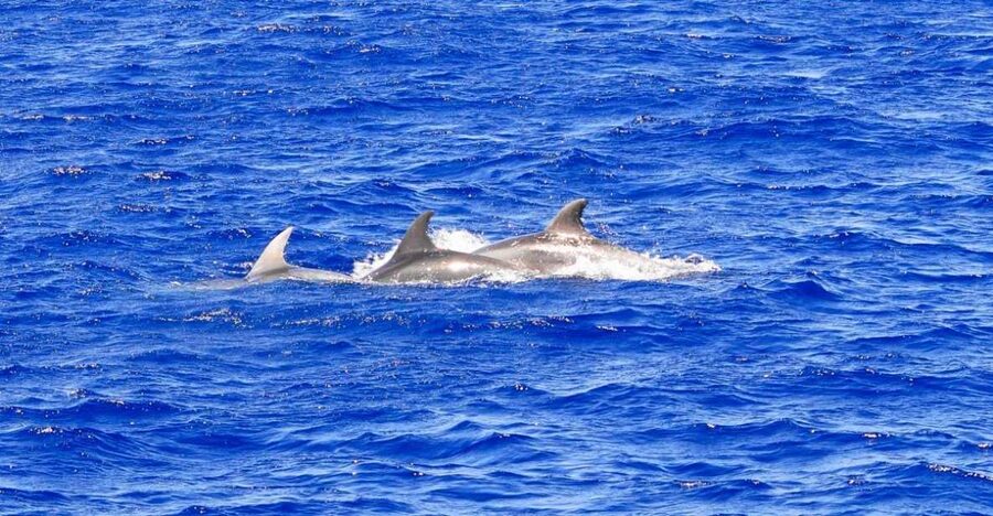 Mallorca: 3-Hour Afternoon Dolphin Watching Boat Tour - Watching Dolphins in Their Natural Home