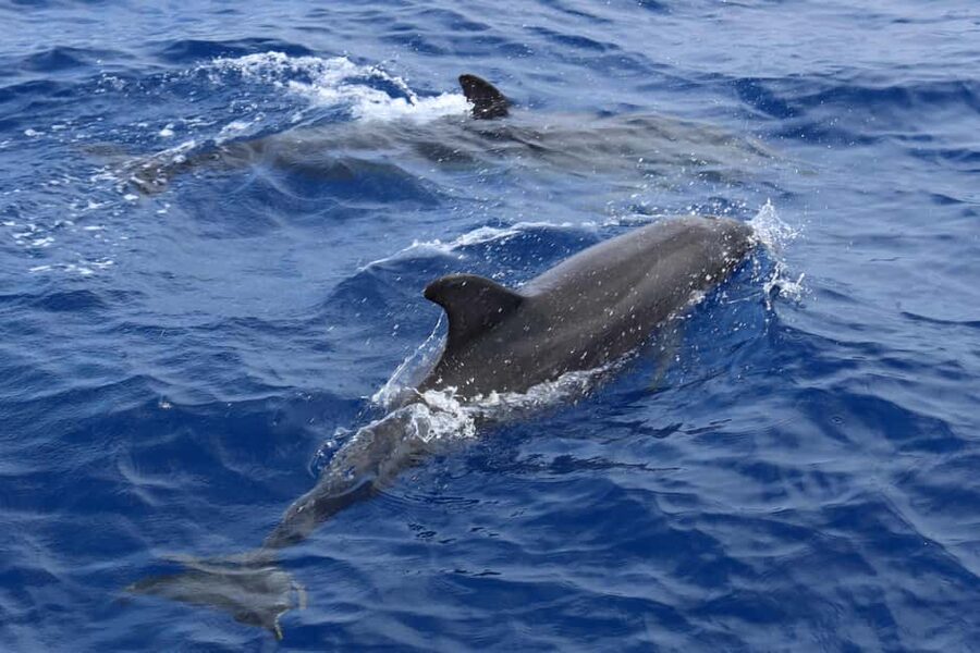 Mallorca: 3-Hour Afternoon Dolphin Watching Boat Tour - Space, Comfort, and the Afternoon Crowd
