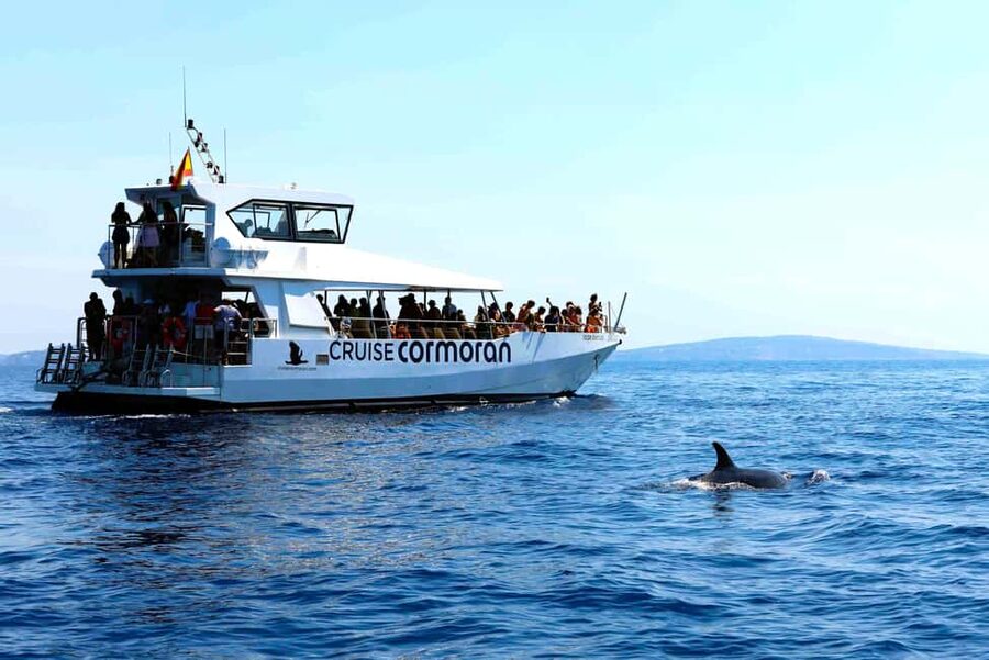 Mallorca: 3-Hour Afternoon Dolphin Watching Boat Tour - The Coastal Views Add More Than a Backup Plan