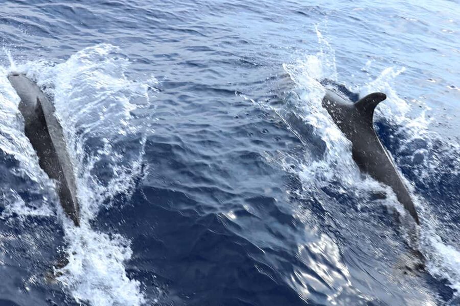 Mallorca: 3-Hour Afternoon Dolphin Watching Boat Tour - Is the $48 Ticket Good Value?