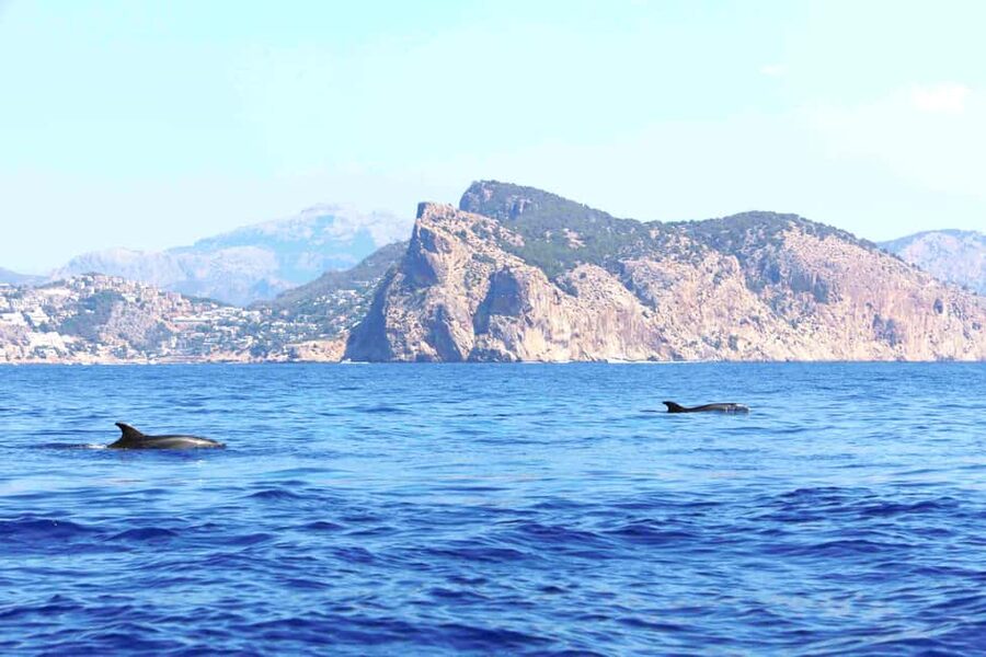 Mallorca: 3-Hour Afternoon Dolphin Watching Boat Tour - What to Bring and What to Know
