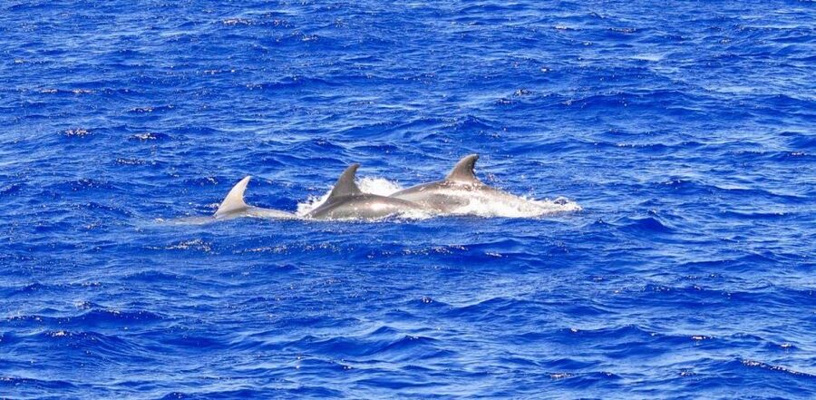 Mallorca: 3-Hour Afternoon Dolphin Watching Boat Tour - The Glass-Bottom Boat Experience